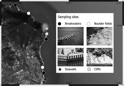 How and to What Degree Does Physical Structure Differ Between Natural and Artificial Habitats? A Multi-Scale Assessment in Marine Intertidal Systems